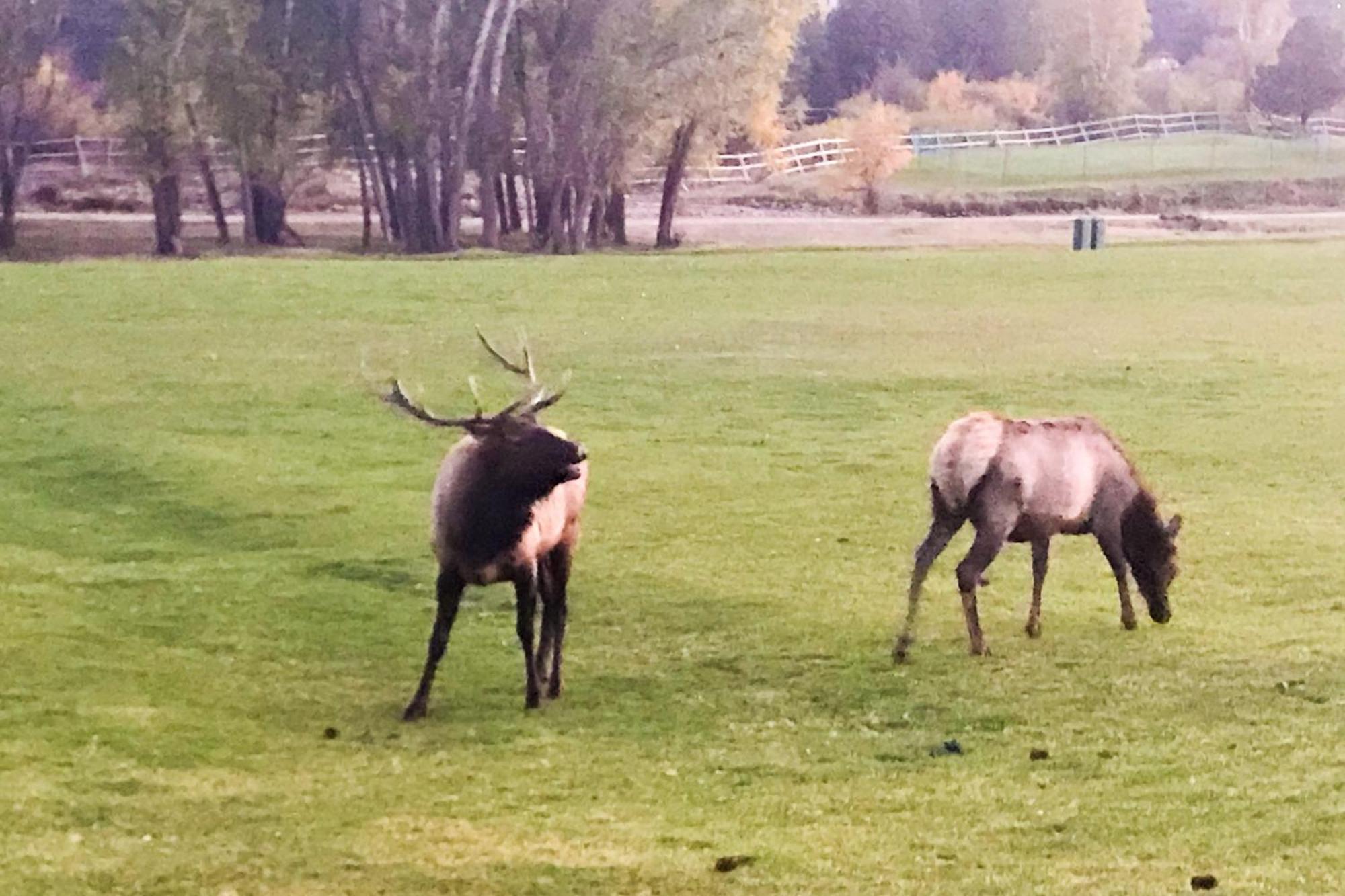 Fairways & 14Ers Villa Estes Park Dış mekan fotoğraf